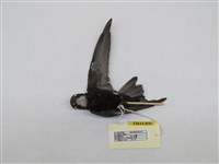 藏品(小雨燕)的圖片